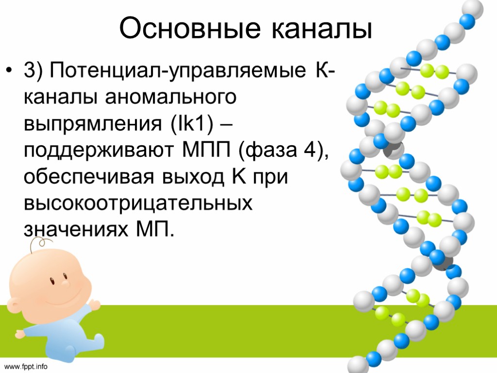 Основные каналы 3) Потенциал-управляемые К-каналы аномального выпрямления (Ik1) – поддерживают МПП (фаза 4), обеспечивая